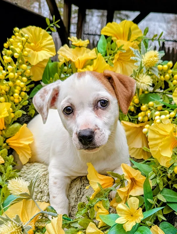 Bindi – Jack Russell Terrier puppy for sale in Sandown, NH