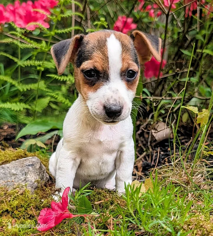 Tilly – Jack Russell Terrier puppy for sale in Sandown, NH