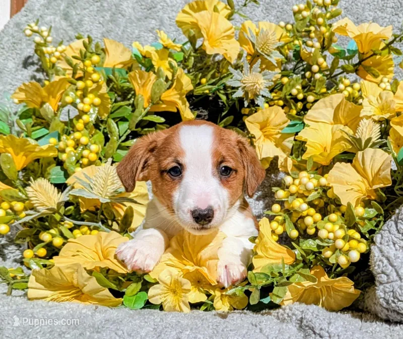 Blue – Jack Russell Terrier puppy for sale in Sandown, NH