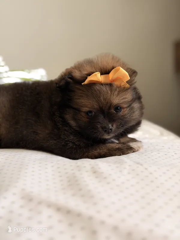 Pomeranian puppy – Pomeranian puppy for sale in Austin, TX