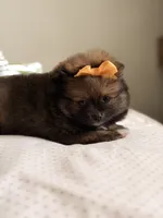 Pomeranian puppy, a female Pomeranian for sale in Austin, TX – 1 of 6