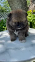 Pomeranian puppy, a female Pomeranian for sale in Austin, TX – 5 of 6