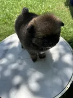 Pomeranian puppy, a female Pomeranian for sale in Austin, TX – 3 of 6