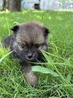 Pomeranian puppy, a female Pomeranian for sale in Austin, TX – 4 of 6