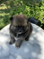 Pomeranian puppy, a female Pomeranian for sale in Austin, TX – 6 of 6
