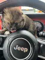 Pomeranian puppy, a female Pomeranian for sale in Austin, TX – 2 of 6