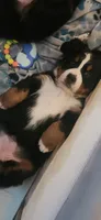 Melody, a female Bernese Mountain Dog for sale in Castle Rock, WA – 6 of 8