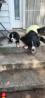 Melody, a female Bernese Mountain Dog for sale in Castle Rock, WA – 8 of 8