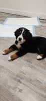 Melody, a female Bernese Mountain Dog for sale in Castle Rock, WA – 7 of 8