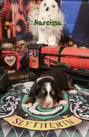 Narcissa, a female Bernese Mountain Dog for sale in Castle Rock, WA – 2 of 4