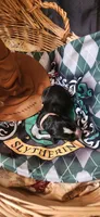 Narcissa, a female Bernese Mountain Dog for sale in Castle Rock, WA – 3 of 4