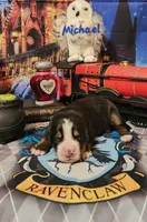 Michael , a male Bernese Mountain Dog for sale in Castle Rock, WA – 2 of 4