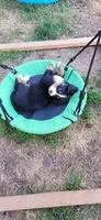 Melody, a female Bernese Mountain Dog for sale in Castle Rock, WA – 5 of 8