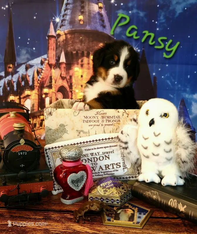 Pansy – Bernese Mountain Dog puppy for sale in Castle Rock, WA