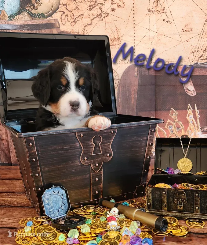 Melody – Bernese Mountain Dog puppy for sale in Castle Rock, WA