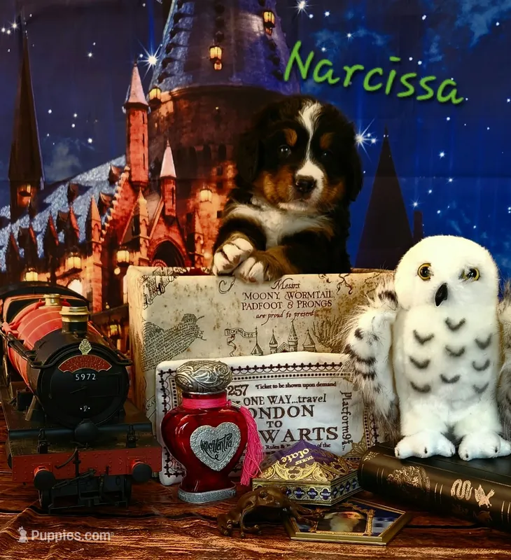 Narcissa – Bernese Mountain Dog puppy for sale in Castle Rock, WA