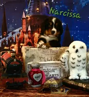 Narcissa, a female Bernese Mountain Dog for sale in Castle Rock, WA – 1 of 4