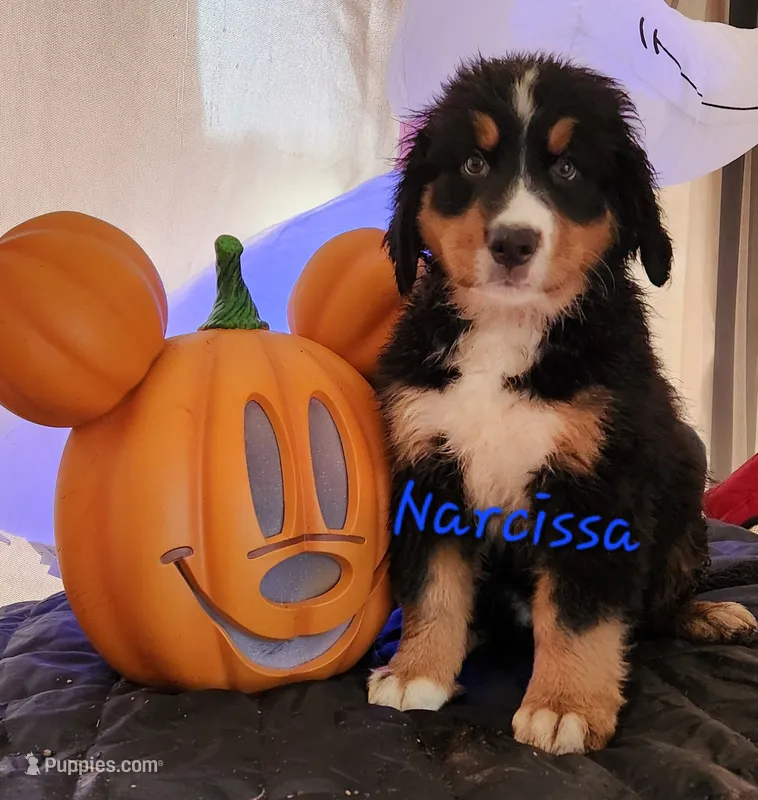 Narcissa – Bernese Mountain Dog puppy for sale in Castle Rock, WA