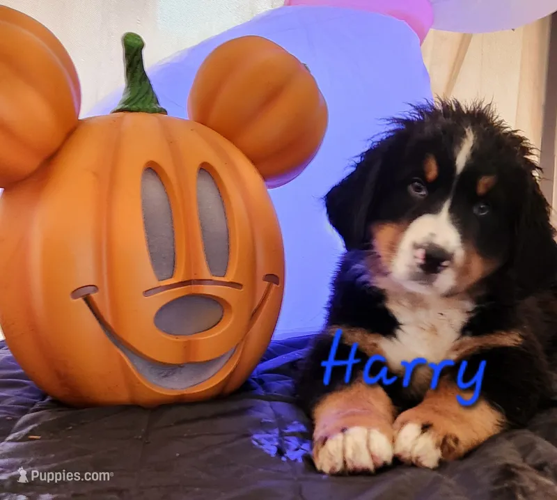 Harry – Bernese Mountain Dog puppy for sale in Castle Rock, WA
