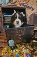 Melody, a female Bernese Mountain Dog for sale in Castle Rock, WA – 4 of 8