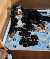 Harry, a male Bernese Mountain Dog for sale in Castle Rock, WA – 4 of 4