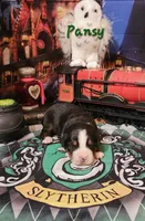 Pansy, a female Bernese Mountain Dog for sale in Castle Rock, WA – 2 of 6