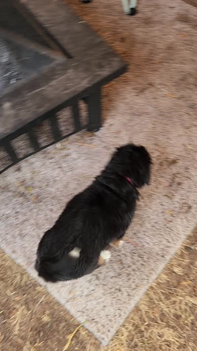 Pansy, a female Bernese Mountain Dog for sale in Castle Rock, WA – 6 of 6