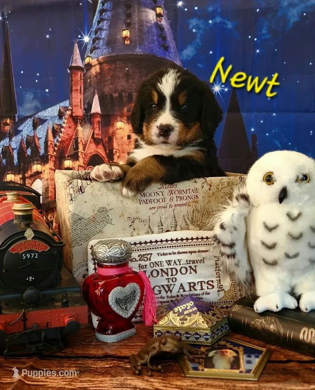 Newt – Bernese Mountain Dog puppy for sale in Castle Rock, WA