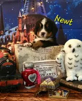 Newt, a male Bernese Mountain Dog for sale in Castle Rock, WA – 1 of 4