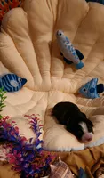 Melody, a female Bernese Mountain Dog for sale in Castle Rock, WA – 2 of 8