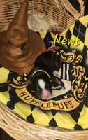 Newt, a male Bernese Mountain Dog for sale in Castle Rock, WA – 3 of 4