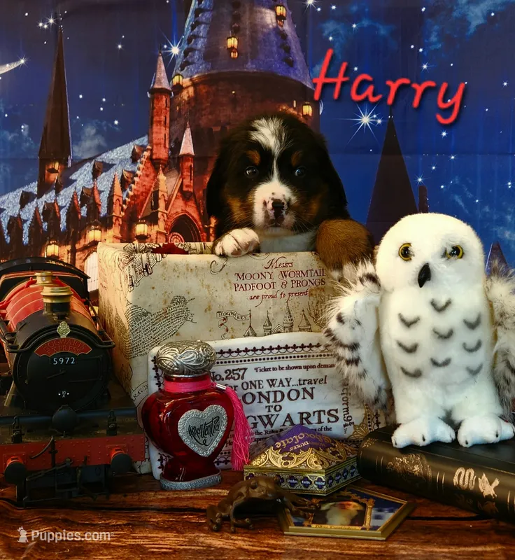 Harry – Bernese Mountain Dog puppy for sale in Castle Rock, WA