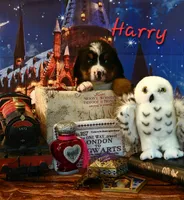Harry, a male Bernese Mountain Dog for sale in Castle Rock, WA – 1 of 4
