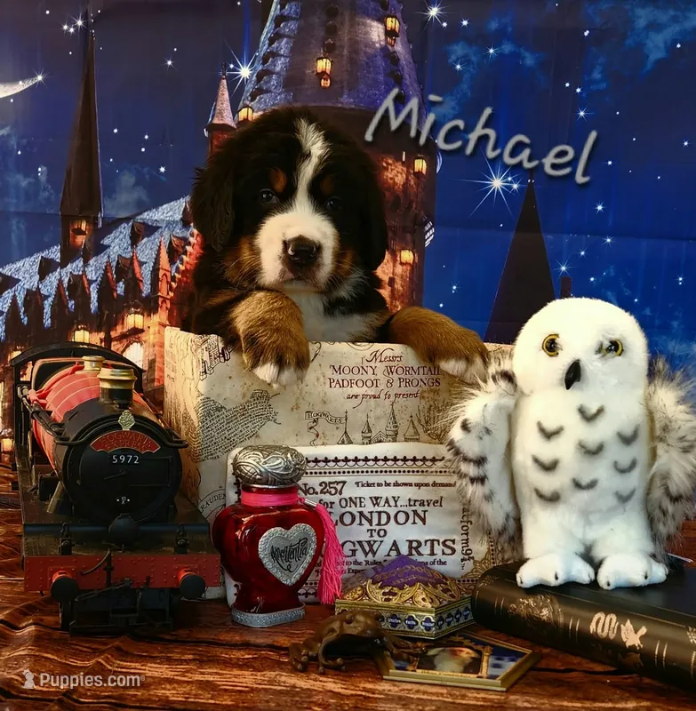 Michael  – Bernese Mountain Dog puppy for sale in Castle Rock, WA