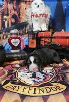 Harry, a male Bernese Mountain Dog for sale in Castle Rock, WA – 2 of 4