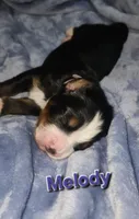 Melody, a female Bernese Mountain Dog for sale in Castle Rock, WA – 3 of 8