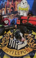 Newt, a male Bernese Mountain Dog for sale in Castle Rock, WA – 2 of 4
