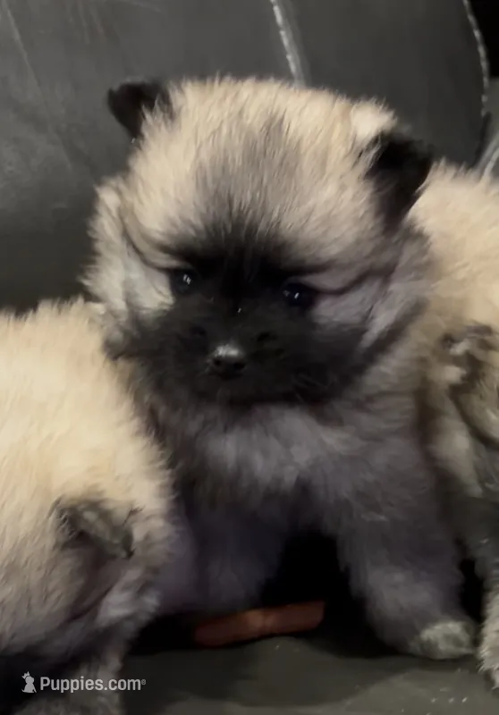 Ross  – Pomeranian puppy for sale in Woodville, TX