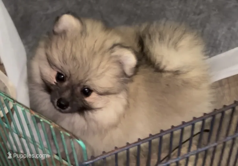 Lil Joey  – Pomeranian puppy for sale in Woodville, TX