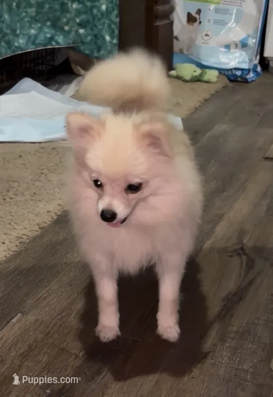 Lil Becca – Pomeranian puppy for sale in Woodville, TX