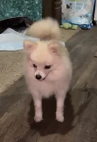 Lil Becca, a female Pomeranian for sale in Woodville, TX – 1 of 8