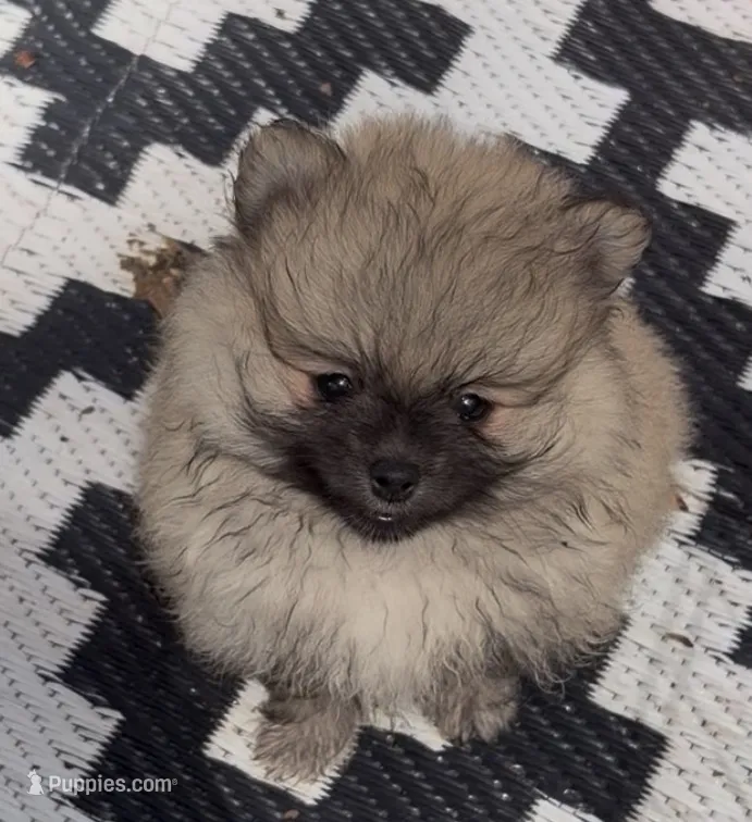 Lil Joey  – Pomeranian puppy for sale in Woodville, TX