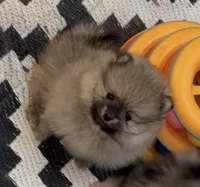 Chandler , a male Pomeranian for sale in Woodville, TX – 2 of 5