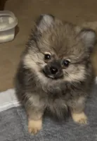 Lil Brik (Reduced), a male Pomeranian for sale in Woodville, TX – 8 of 10