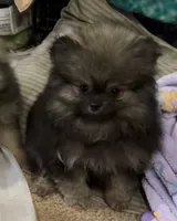 Axel , a male Pomeranian for sale in Woodville, TX – 4 of 7