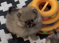 Chandler , a male Pomeranian for sale in Woodville, TX – 1 of 5