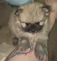 Lil Joey , a male Pomeranian for sale in Woodville, TX – 2 of 6