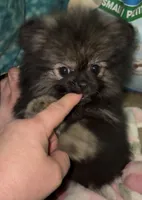 Sue , a female Pomeranian for sale in Woodville, TX – 2 of 10