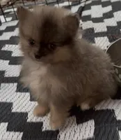 Tiny Harvey , a male Pomeranian for sale in Woodville, TX – 8 of 8