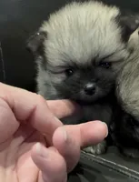 Ross , a male Pomeranian for sale in Woodville, TX – 2 of 4